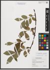 Foto von Salix myrsinifolia Salisb. x Salix phylicifolia L.